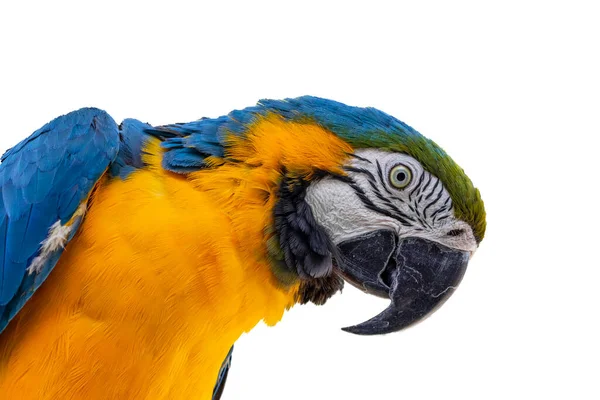 Όμορφο Κίτρινο Μπλε Macaw Λευκό Φόντο — Φωτογραφία Αρχείου