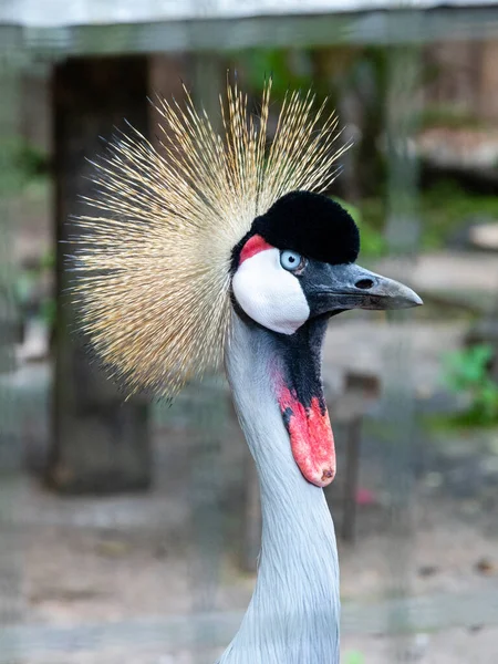 動物園のBalearica Pavoninaで閉じる — ストック写真