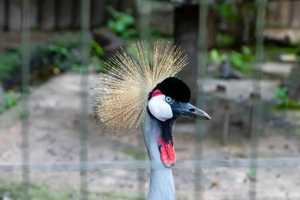 Cerca Balearica Pavonina Zoológico — Foto de Stock