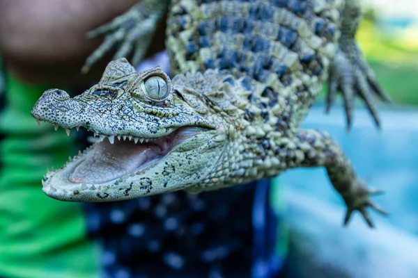 Close Yellow Crop Alligator Caiman Latirostris — Stock Photo, Image