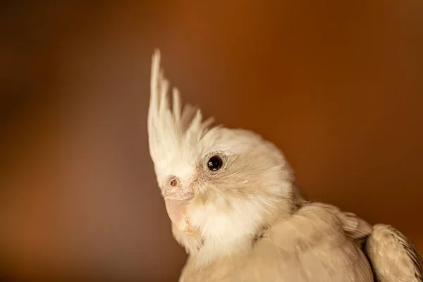 Cockatiel Nymphicus Hollandicus Également Connu Sous Nom Weiro Bird Carrière — Photo