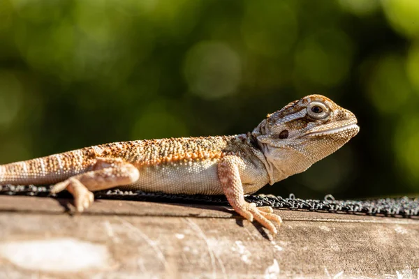 Close Pogona Sunbathing Beautiful Animal — Stock Photo, Image