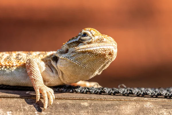 Close Pogona Sunbathing Beautiful Animal — Stock Photo, Image