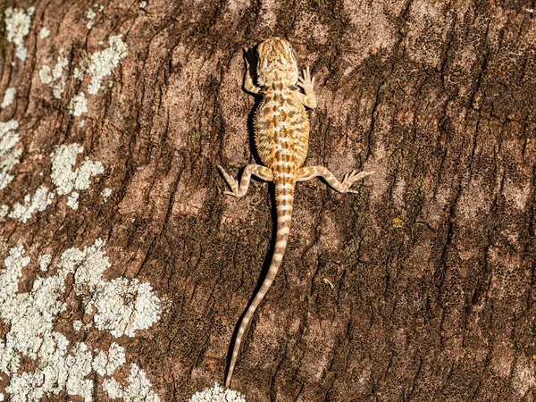 Közelről Pogona Napozás Gyönyörű Állat — Stock Fotó