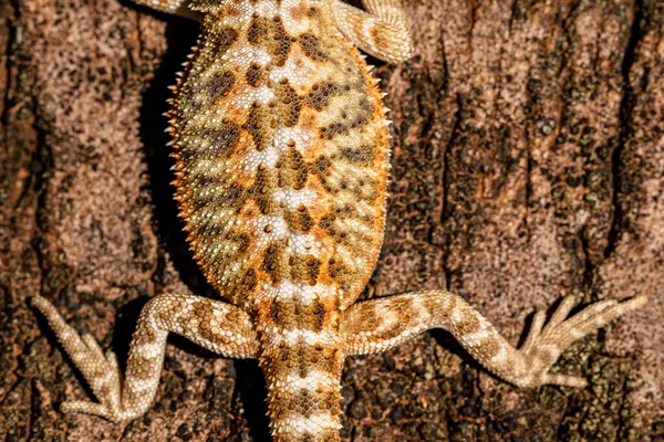 Gros Plan Sur Pogona Bronzage Bel Animal — Photo