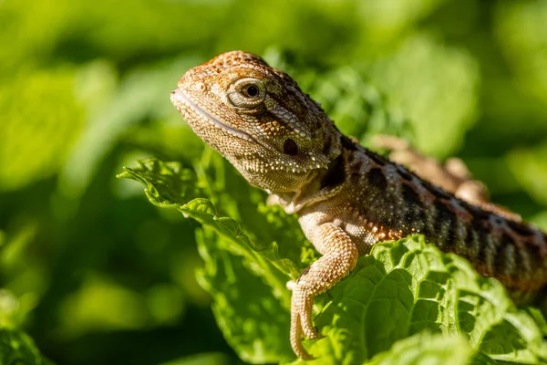 Close Pogona Sunbathing Beautiful Animal — Stock Photo, Image