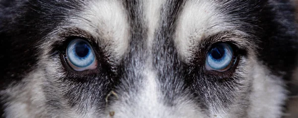 Köpeğin mavi gözlerine yakın çekim.