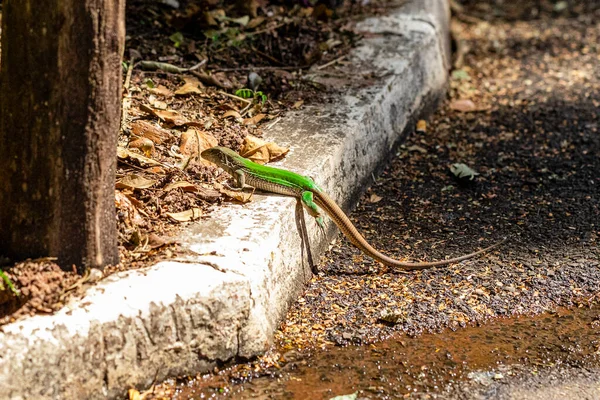 绿蜥蜴 Ameiva Ameiva 日光浴 — 图库照片
