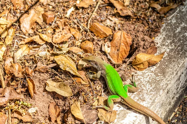 Lagarto Verde Ameiva Ameiva Tomando Sol — Foto de Stock