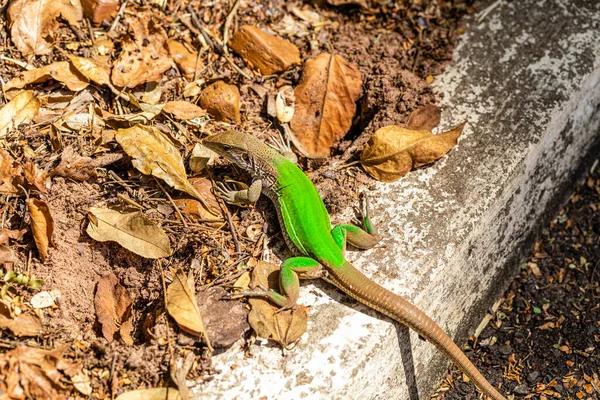 Zöld Gyík Ameiva Ameiva Napozás — Stock Fotó