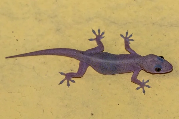 Gecko Doméstico Caminando Pared Casa — Foto de Stock