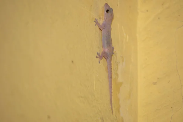 Domestic gecko walking on the house wall.