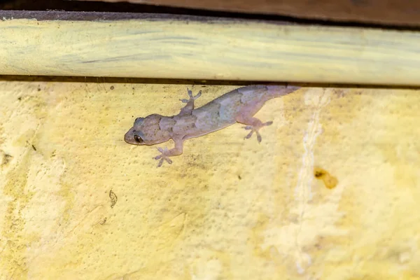 Domestic gecko walking on the house wall.