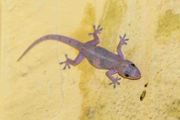 Gecko Doméstico Caminando Pared Casa — Foto de Stock