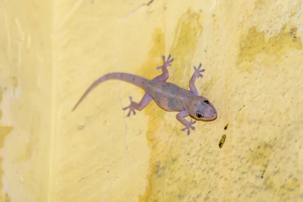 Gecko Doméstico Caminando Pared Casa — Foto de Stock