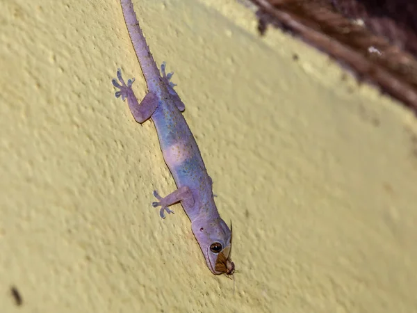 Gecko Doméstico Andando Parede Casa — Fotografia de Stock