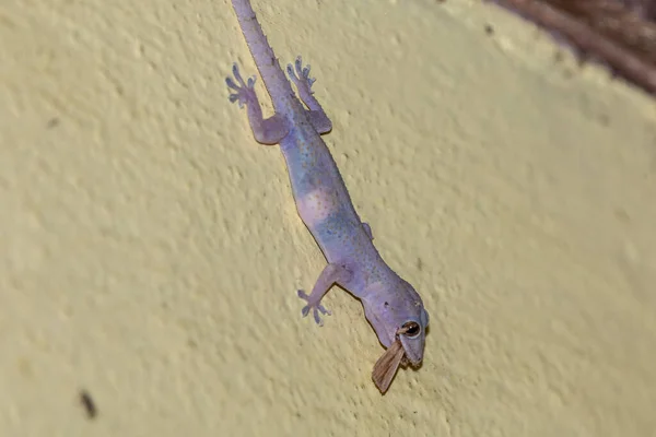 Gecko Doméstico Andando Parede Casa — Fotografia de Stock