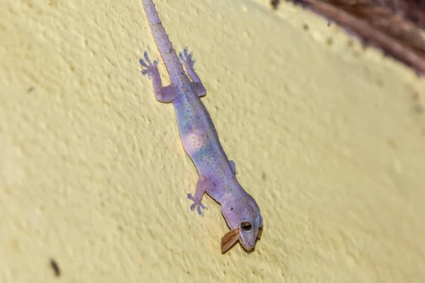 Gecko Doméstico Caminando Pared Casa — Foto de Stock