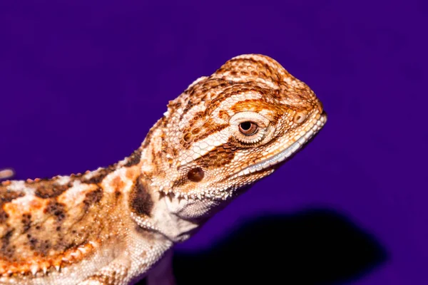 Pogona Vitticeps Dragonul Barbă Centrală Sau Interioară Este Specie Șopârlă — Fotografie, imagine de stoc