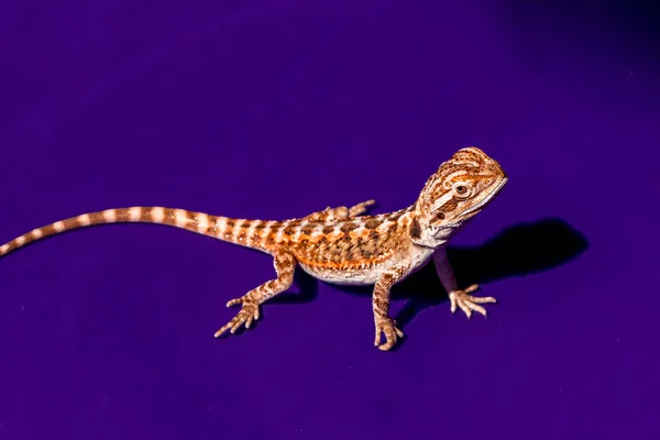 Pogona Vitticeps Central Inland Bearded Dragon Species Agamid Lizard Occurring — Stock Photo, Image