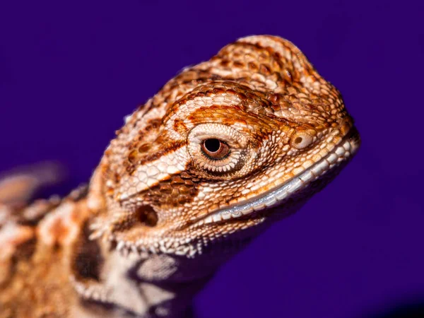 Pogona Vitticeps Dragonul Barbă Centrală Sau Interioară Este Specie Șopârlă — Fotografie, imagine de stoc