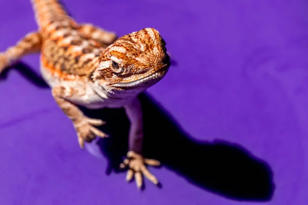 Pogona Vitticeps Central Inland Bearded Dragon Species Agamid Lizard Occurring — Stock Photo, Image