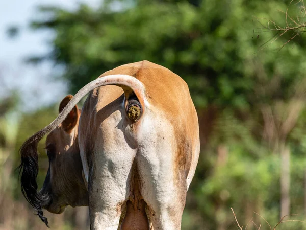 Cow shitting on pasture, 