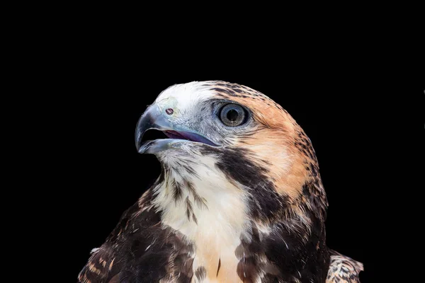 White Tailed Hawk Geranoaetus Albicaudatus Large Bird Prey Species Found — Stock Photo, Image