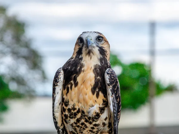 Der Weißschwanzfalke Geranoaetus Albicaudatus Ist Eine Große Greifvogelart Die Tropischen — Stockfoto