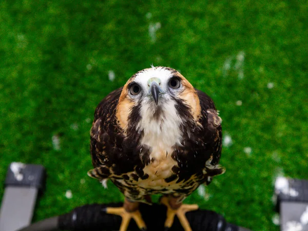 Jastrząb Białogłowy Geranoaetus Albicaudatus Jest Dużym Ptakiem Drapieżnym Występującym Tropikalnych — Zdjęcie stockowe