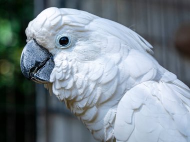Beyaz kakadu (