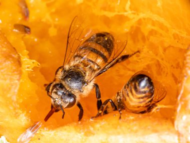 Arı yiyen mangonun Macro fotoğrafı..