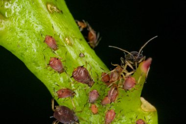 Yaprak bitleri ya da bitkiler bitki özsuyuyla beslenen küçük böceklerdir. Yaprak bitleri süper aile ya da Aphidoidea..