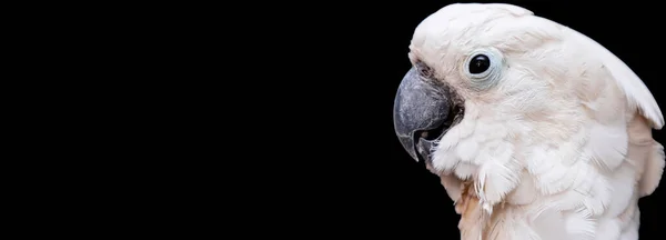 White Cockatoo Black Background — Stock Photo, Image