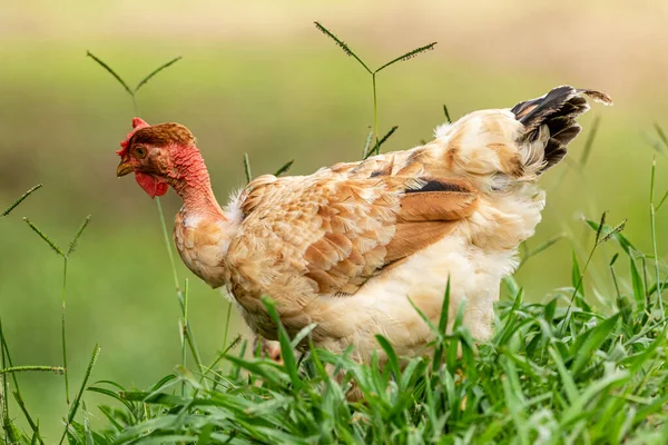 Бесплатный Выбор Курицы Традиционной Птицефабрике — стоковое фото