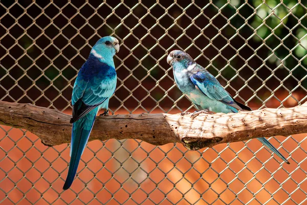 Der Breitschwanzpapagei Barnardius Zonarius Ist Ein Australien Beheimateter Vogel — Stockfoto