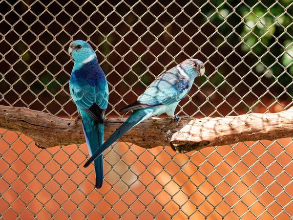 Széles Farkú Papagáj Faj Barnardius Zonarius Egy Madár Őshonos Ausztráliában — Stock Fotó
