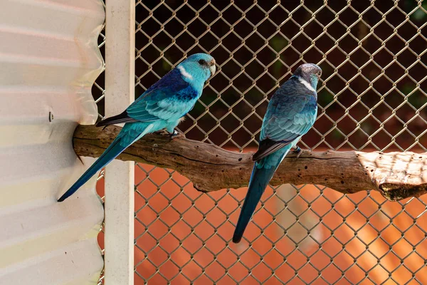 Der Breitschwanzpapagei Barnardius Zonarius Ist Ein Australien Beheimateter Vogel — Stockfoto