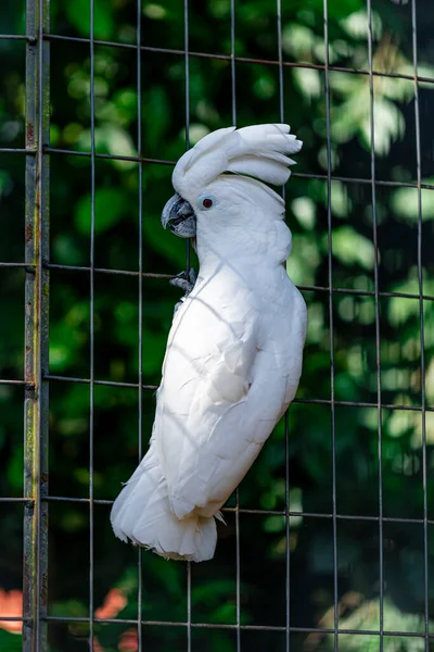 白色鹦鹉 Cacatua Alba 又称伞形鹦鹉 是印度尼西亚热带雨林特有的一种中型全白鹦鹉 — 图库照片