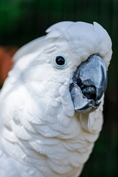 Cacatúa Blanca Cacatua Alba También Conocida Como Cacatúa Paraguas Una — Foto de Stock