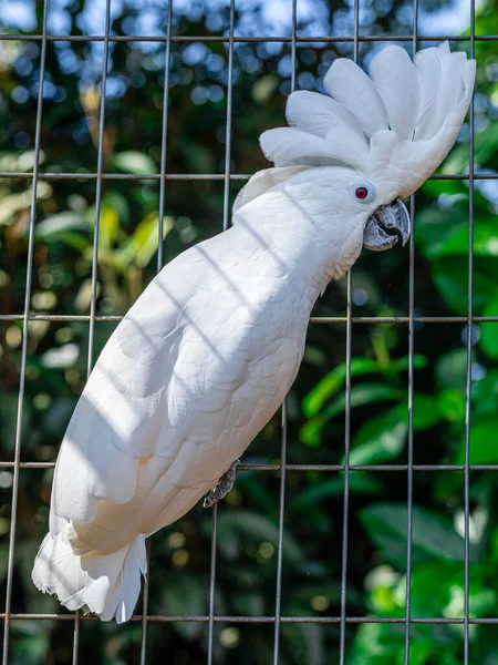 Cacatua Branca Cacatua Alba Também Conhecida Como Cacatua Guarda Chuva — Fotografia de Stock