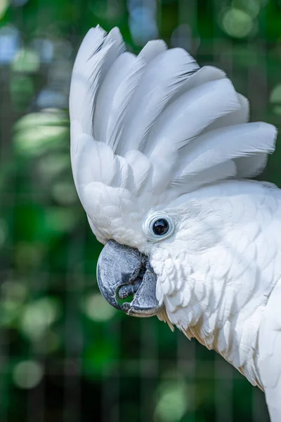 白色鹦鹉 Cacatua Alba 又称伞形鹦鹉 是印度尼西亚热带雨林特有的一种中型全白鹦鹉 — 图库照片