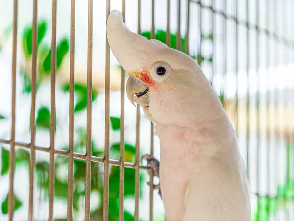 Corella Tanimbar Cacatua Goffiniana También Conocida Como Cacatúa Goffins — Foto de Stock