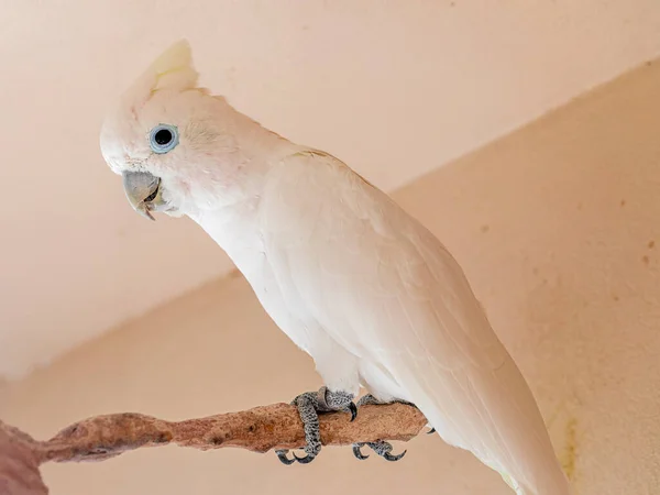 Corella Tanimbar Cacatua Goffiniana También Conocida Como Cacatúa Goffins — Foto de Stock