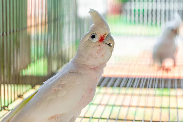 Corella Tanimbar Cacatua Goffiniana También Conocida Como Cacatúa Goffins — Foto de Stock