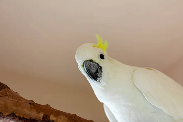 Cacatúa Cresta Citrónica Cacatua Sulphurea Citrinocristata Una Cacatúa Tamaño Mediano — Foto de Stock