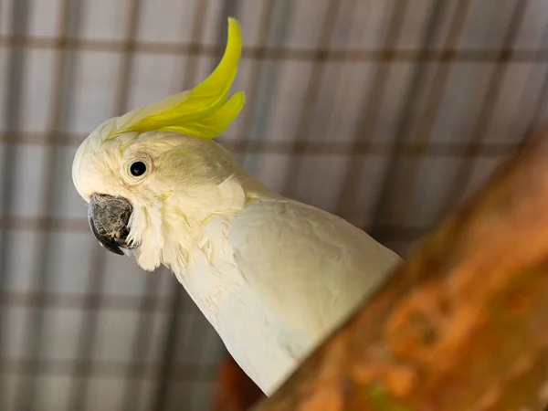 柑橘形的鹦鹉 Cacatua Sulurea Citrinocristata 是一种中等大小的鹦鹉 有橙色的顶部 深灰色的喙 苍白的橙色耳斑 强壮的脚和爪子 — 图库照片