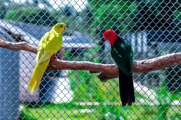 Papagaio Asa Vermelha Aprosmictus Erythropterus Papagaio Nativo Austrália Nova Guiné — Fotografia de Stock