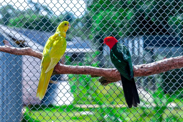 Loro Alas Rojas Aprosmictus Erythropterus Loro Nativo Australia Nueva Guinea —  Fotos de Stock