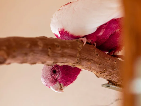 Galah Eolophus Roseicapilla También Conocida Como Rosa Gris Una Las —  Fotos de Stock